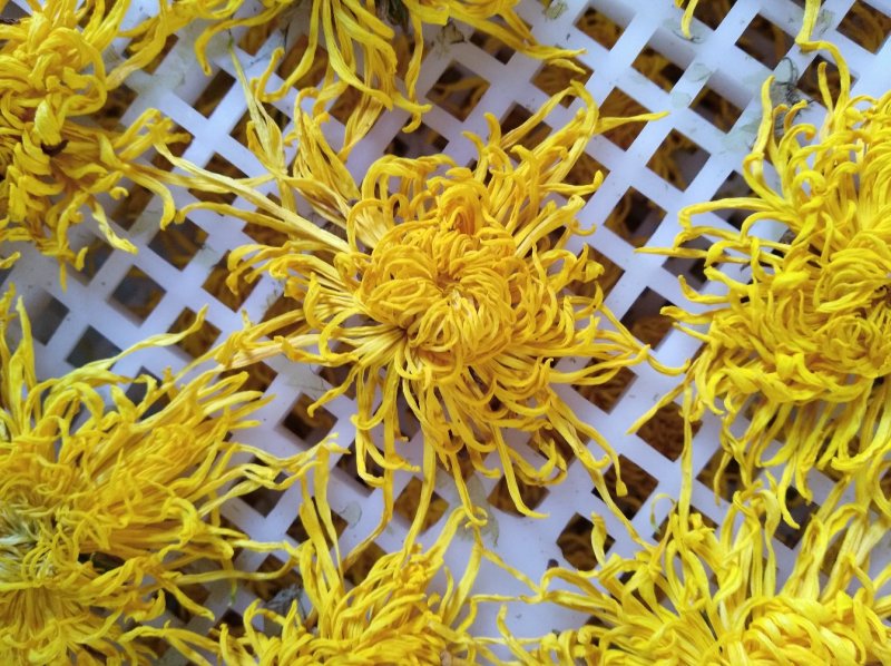 金丝皇菊