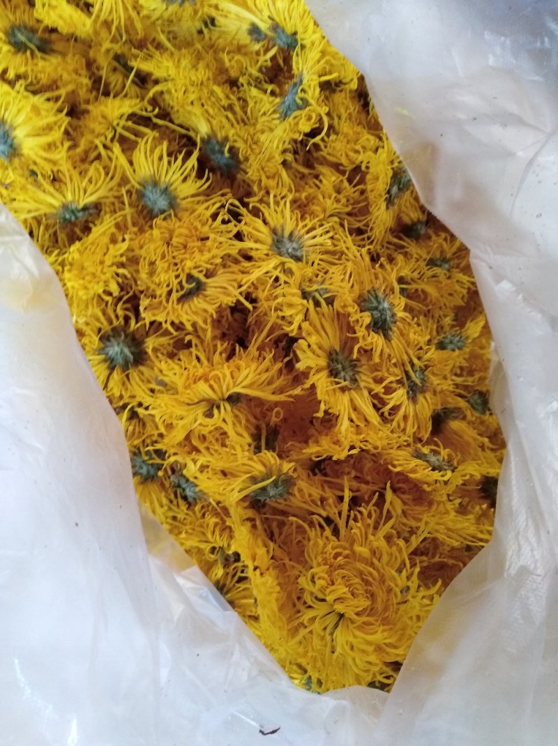 金丝皇菊
