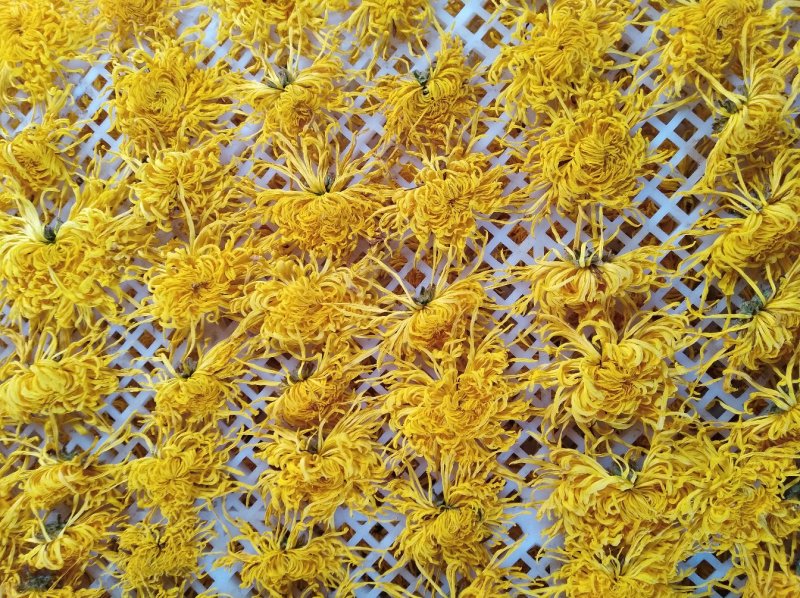 金丝皇菊