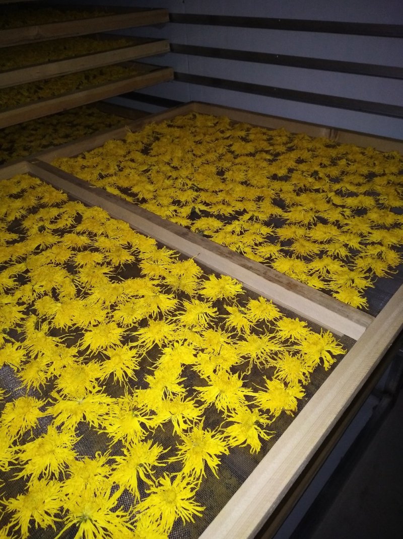 金丝皇菊