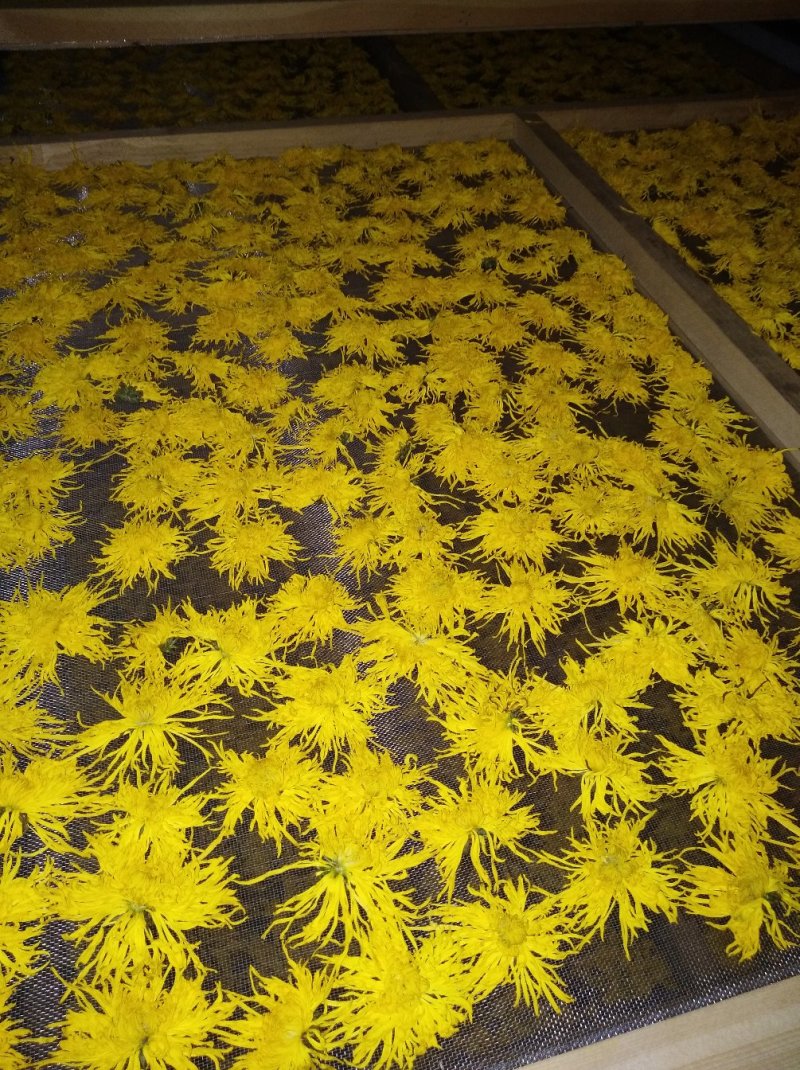 金丝皇菊