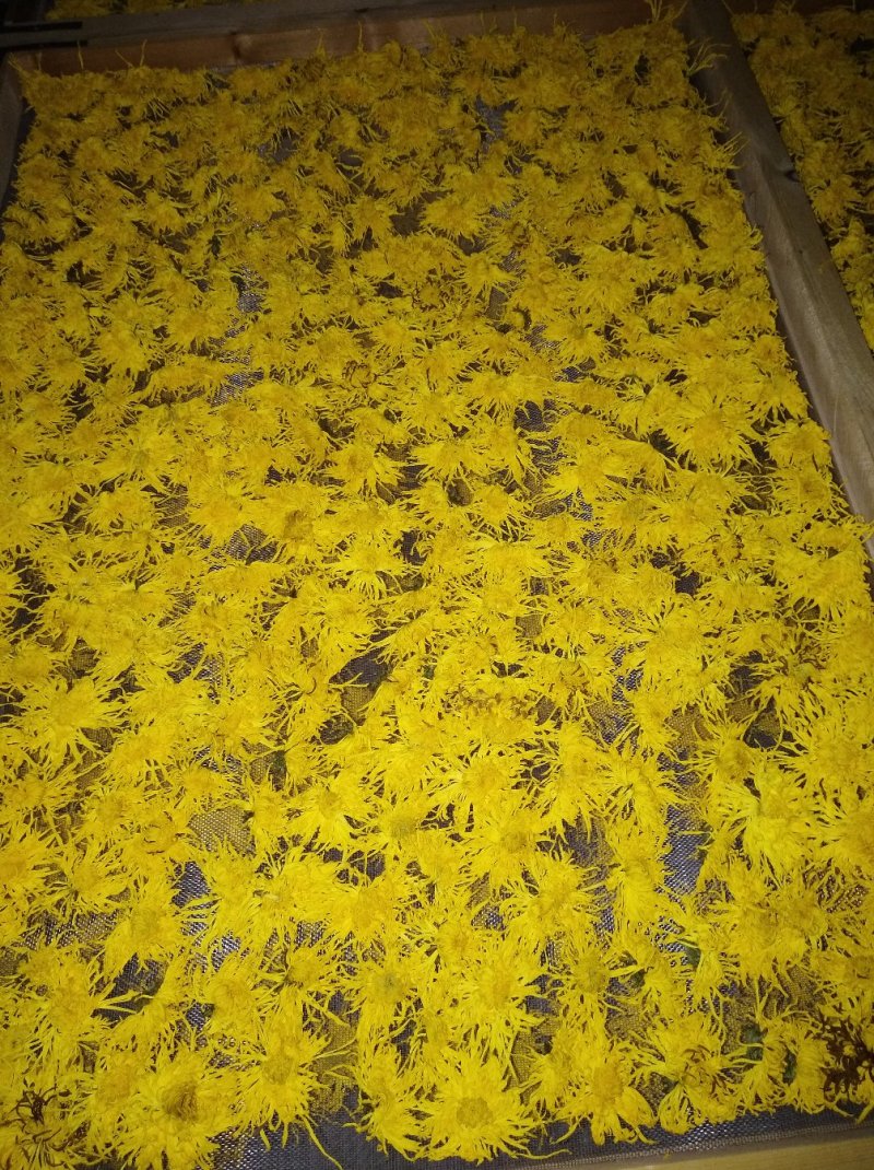 金丝皇菊