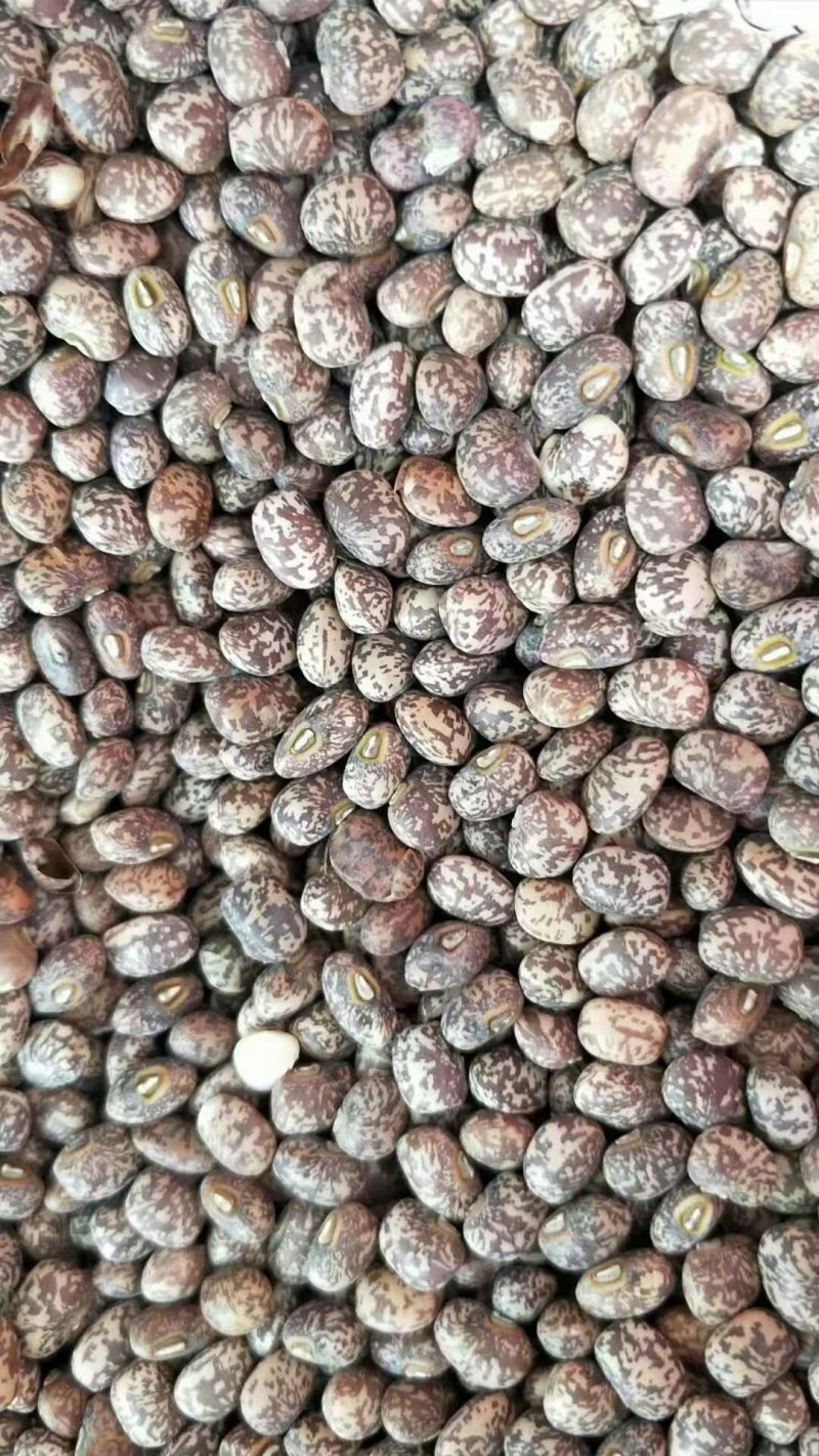 江豆东北蒸豆包，饭豆的