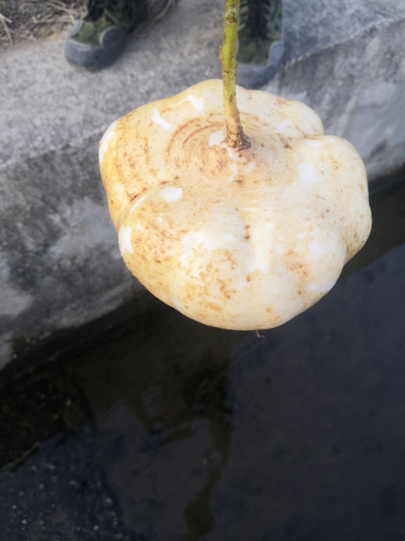 凉薯
