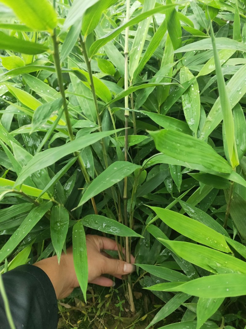 方竹袋苗
