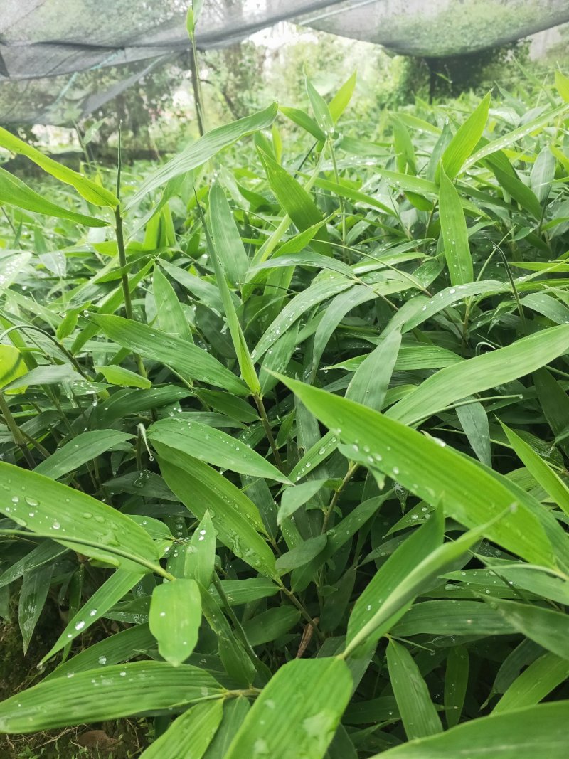 方竹袋苗