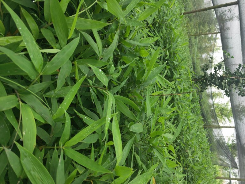 方竹袋苗
