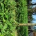 方竹袋苗