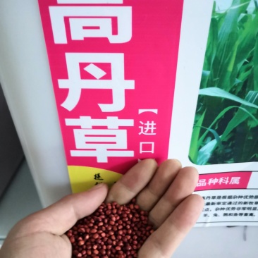 苏丹草种子草籽牧草种子四季养殖牛羊