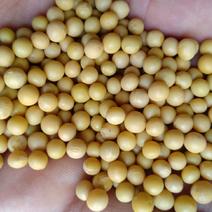 供应生芽用珍珠黄豆，690，黄豆芽种子大量批发芽苗菜种子