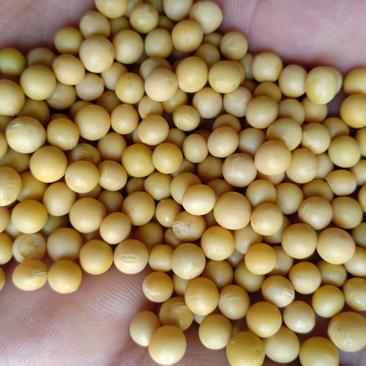 供应生芽用珍珠黄豆，690，黄豆芽种子大量批发芽苗菜种子