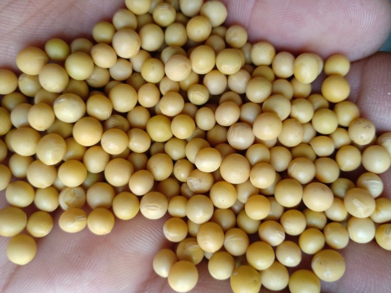 供应生芽用珍珠黄豆，690，黄豆芽种子大量批发芽苗菜种子