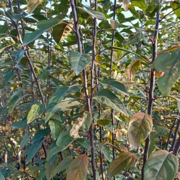 苹果苗，烟六八十红牛，华硕密脆等优良品种，自家种植量大从