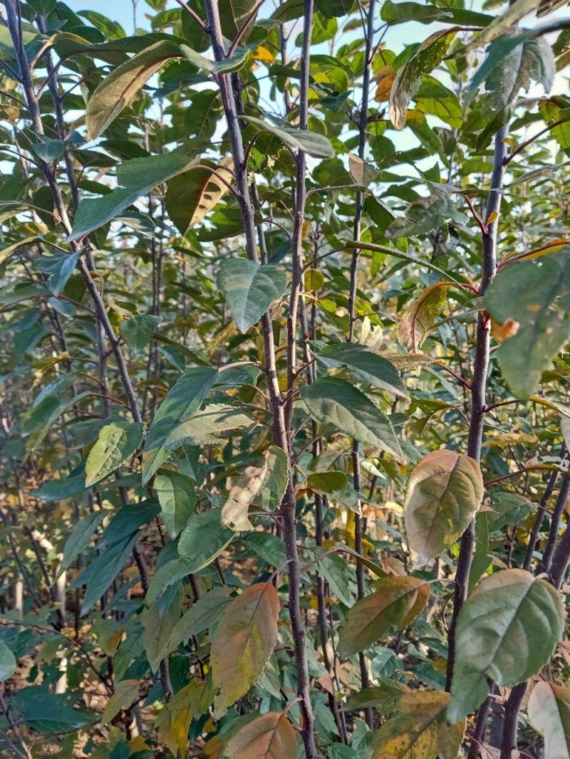 苹果苗，烟六八十红牛，华硕密脆等优良品种，自家种植量大从