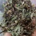 中药材猫须草猫须草农家自种农家初选111