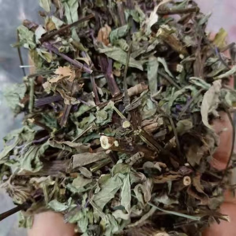 中药材猫须草猫须草农家自种农家初选111