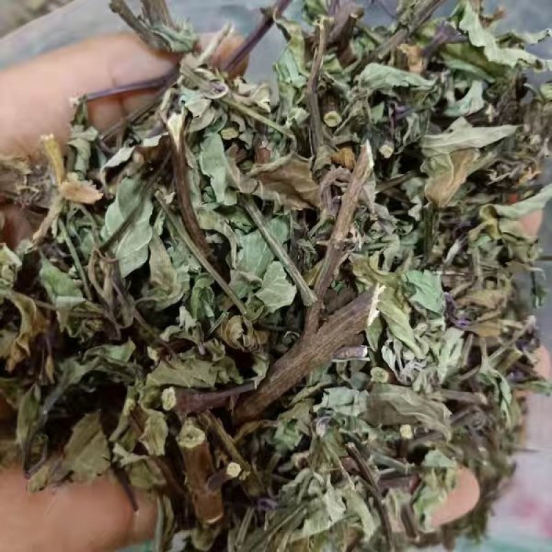 中药材猫须草猫须草农家自种农家初选111