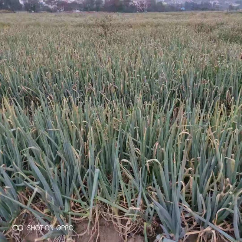 大葱