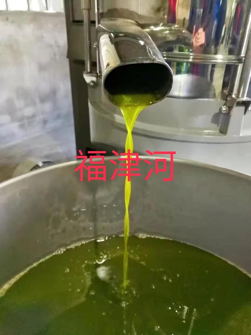 橄榄油甘肃陇南武都特级初榨橄榄油橄榄自榨新鲜