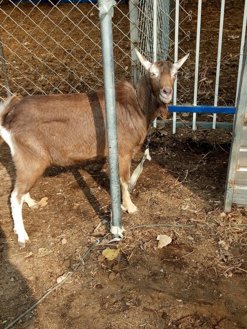 奶山羊种公