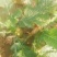 芥菜芥菜芥菜头大量有货