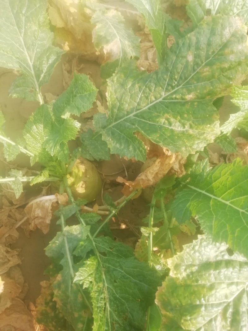 芥菜芥菜芥菜头大量有货