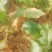 芥菜芥菜芥菜头大量有货