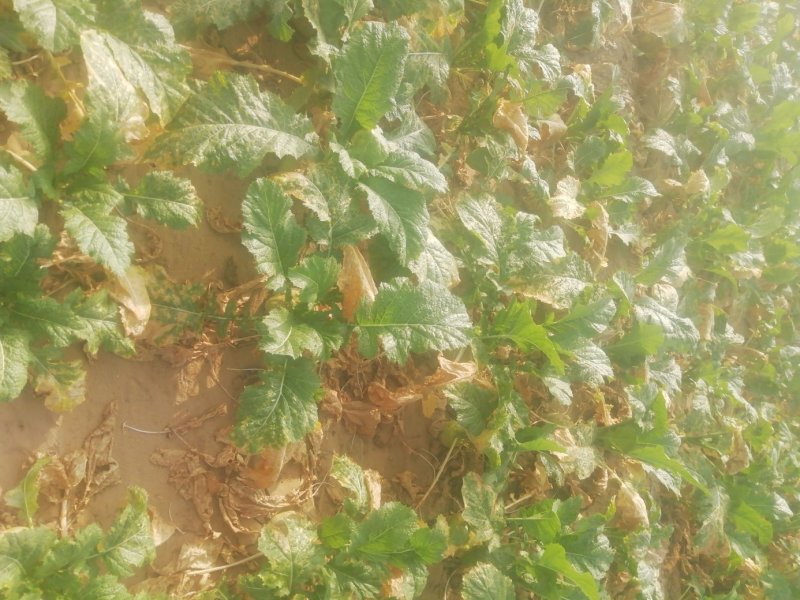 芥菜芥菜芥菜头大量有货