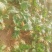 芥菜芥菜芥菜头大量有货