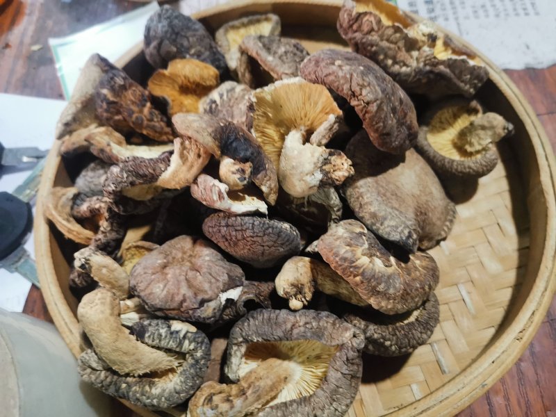 椴木香菇青冈木香菇