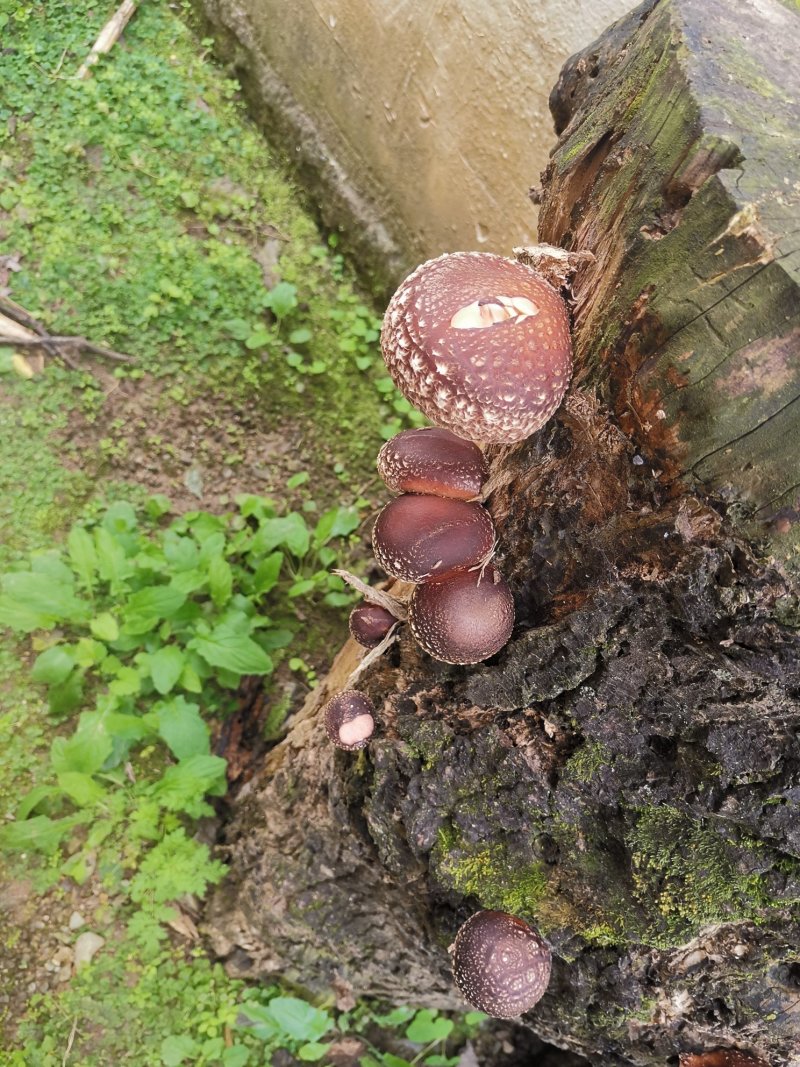椴木香菇青冈木香菇