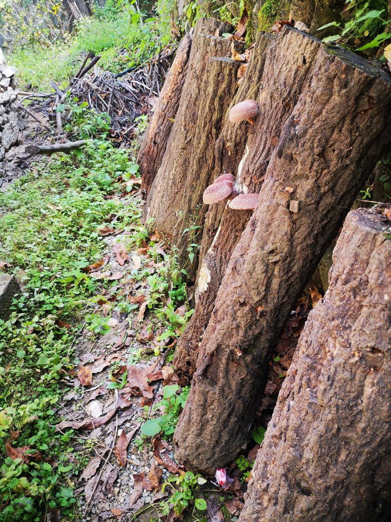 椴木香菇青冈木香菇