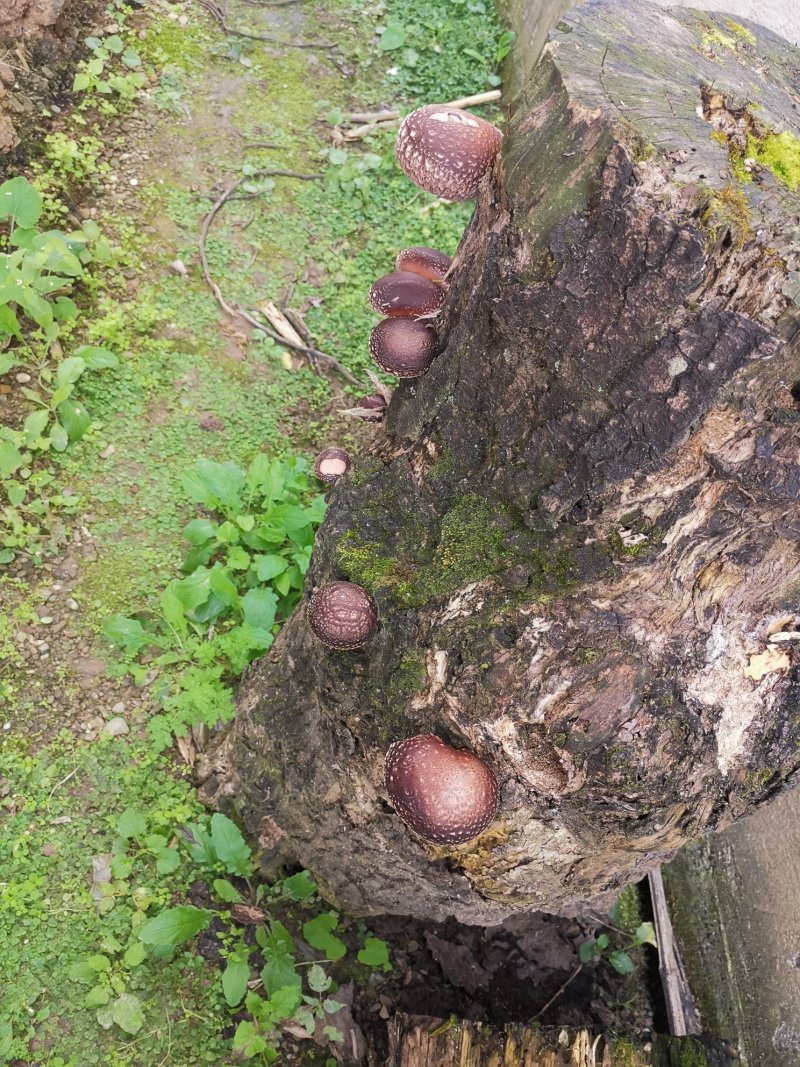 椴木香菇青冈木香菇