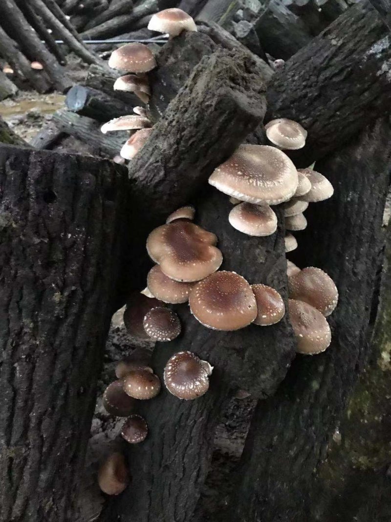 椴木香菇青冈木香菇