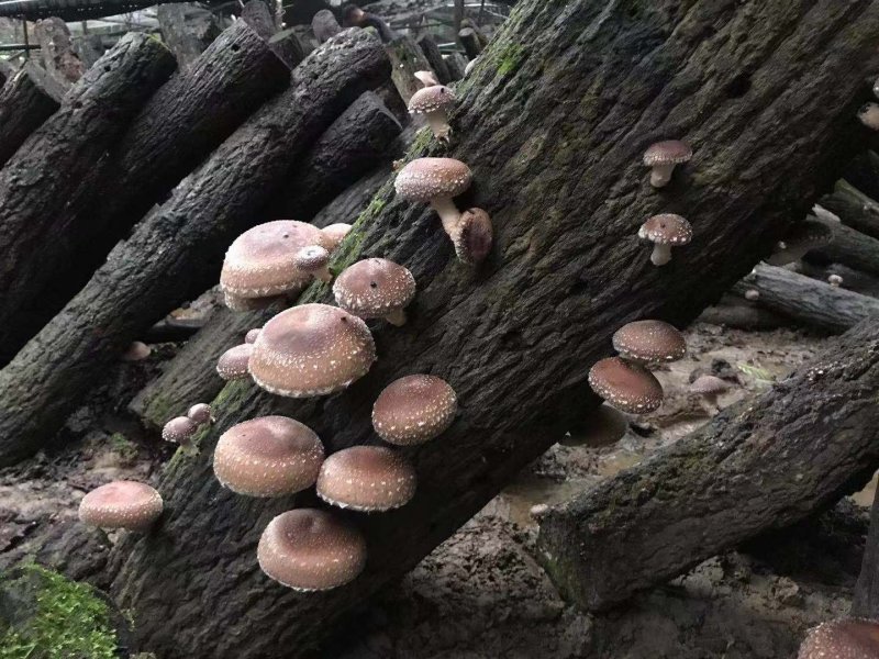 椴木香菇青冈木香菇