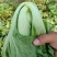 包心芥菜，老坛酸菜无盐酸菜