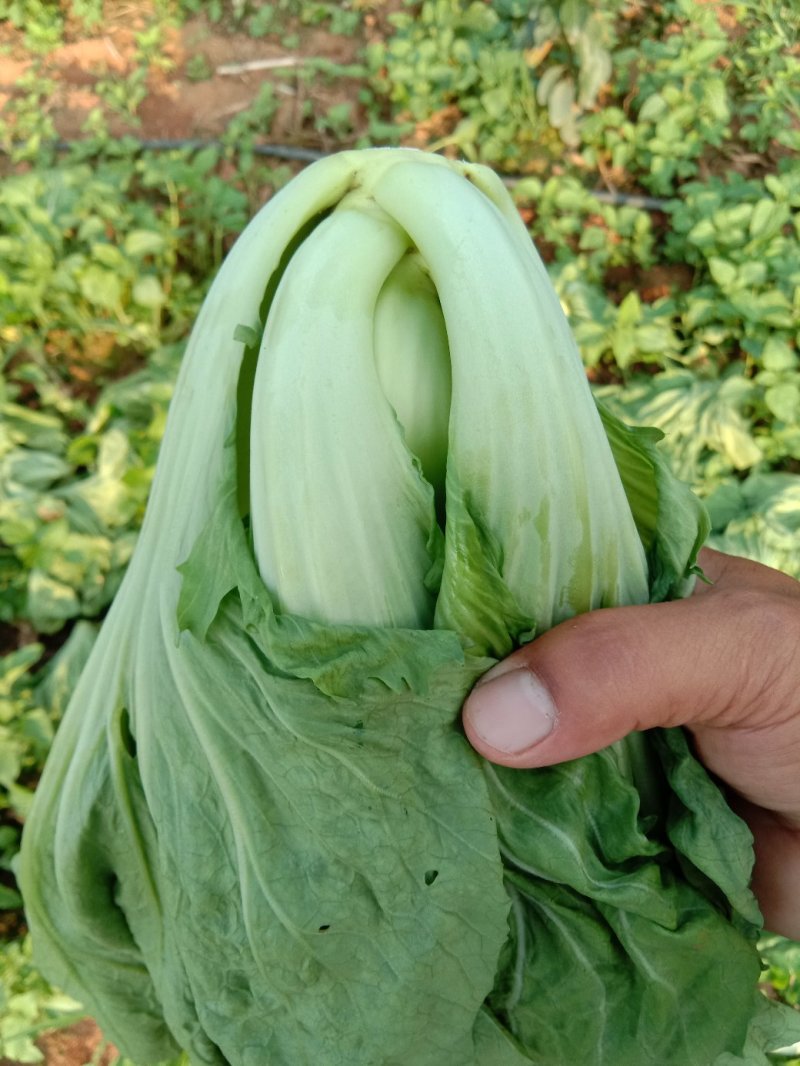 包心芥菜，老坛酸菜无盐酸菜