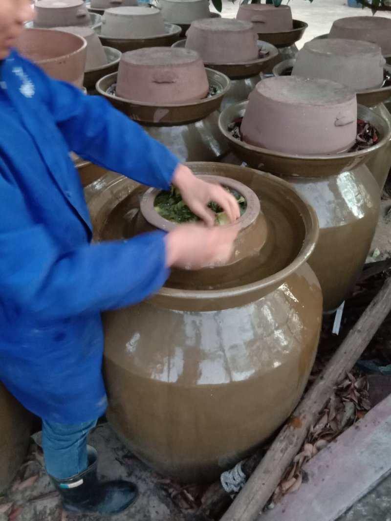 包心芥菜，老坛酸菜无盐酸菜