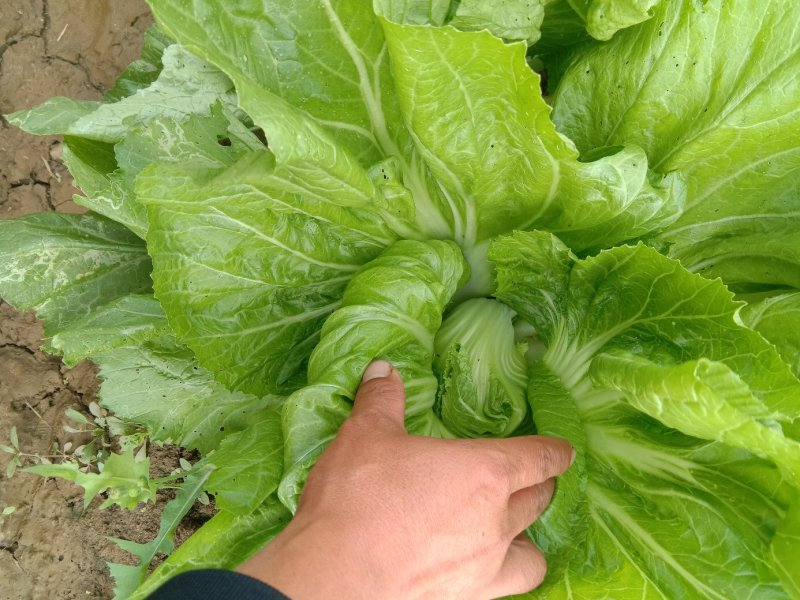 包心芥菜，老坛酸菜无盐酸菜