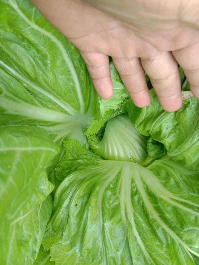 包心芥菜，老坛酸菜无盐酸菜