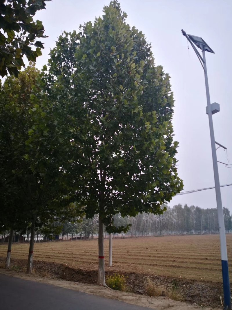 玉兰树红白黄紫各色玉兰树
