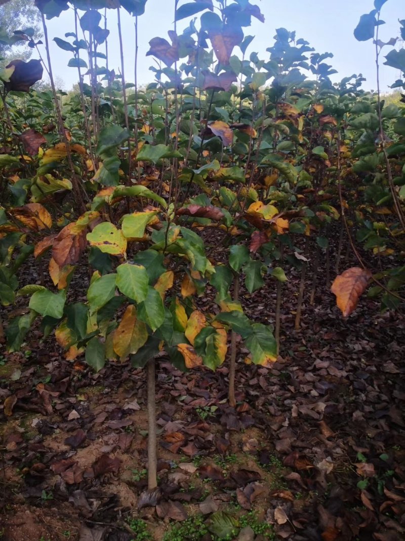 玉兰树红白黄紫各色玉兰树