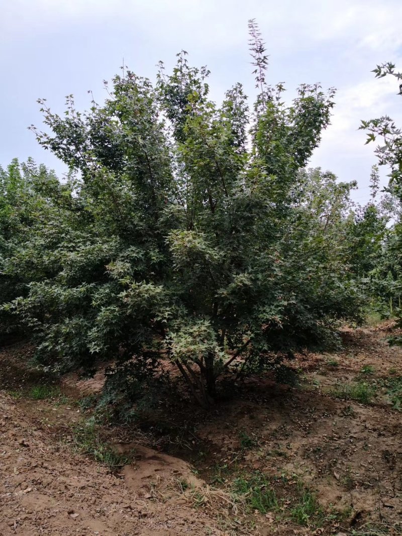 玉兰树红白黄紫各色玉兰树