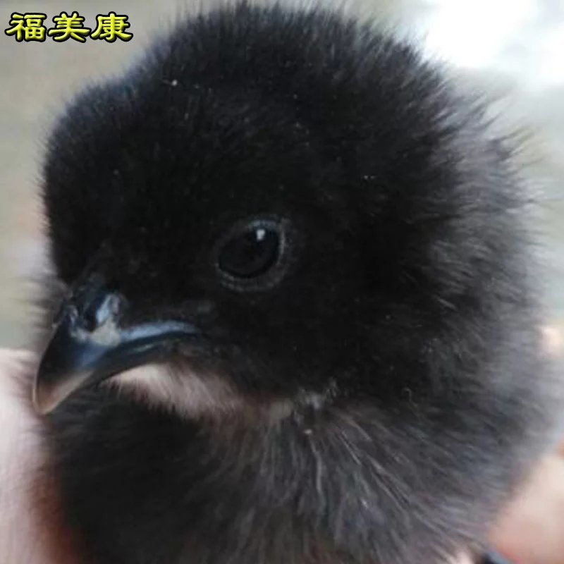 可孵化蛋土鸡种蛋受精蛋五黑一绿鸡种蛋孵化20枚包邮黑凤乌