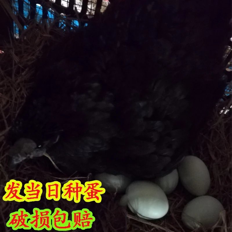 可孵化蛋土鸡种蛋受精蛋五黑一绿鸡种蛋孵化20枚包邮黑凤乌