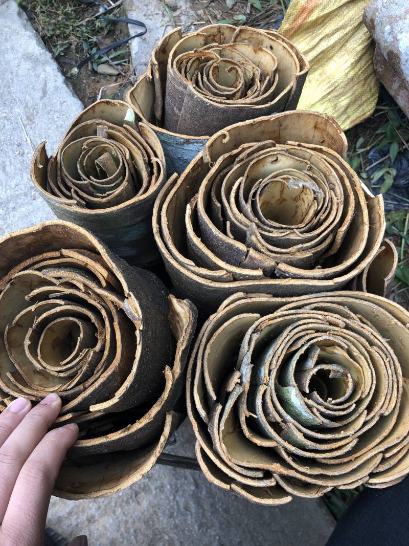桂皮