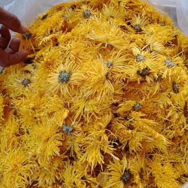 金丝皇菊茶菊花茶正品保证实图拍照无理由退货退款