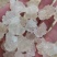 雪燕