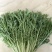 精品苦菊大量上市