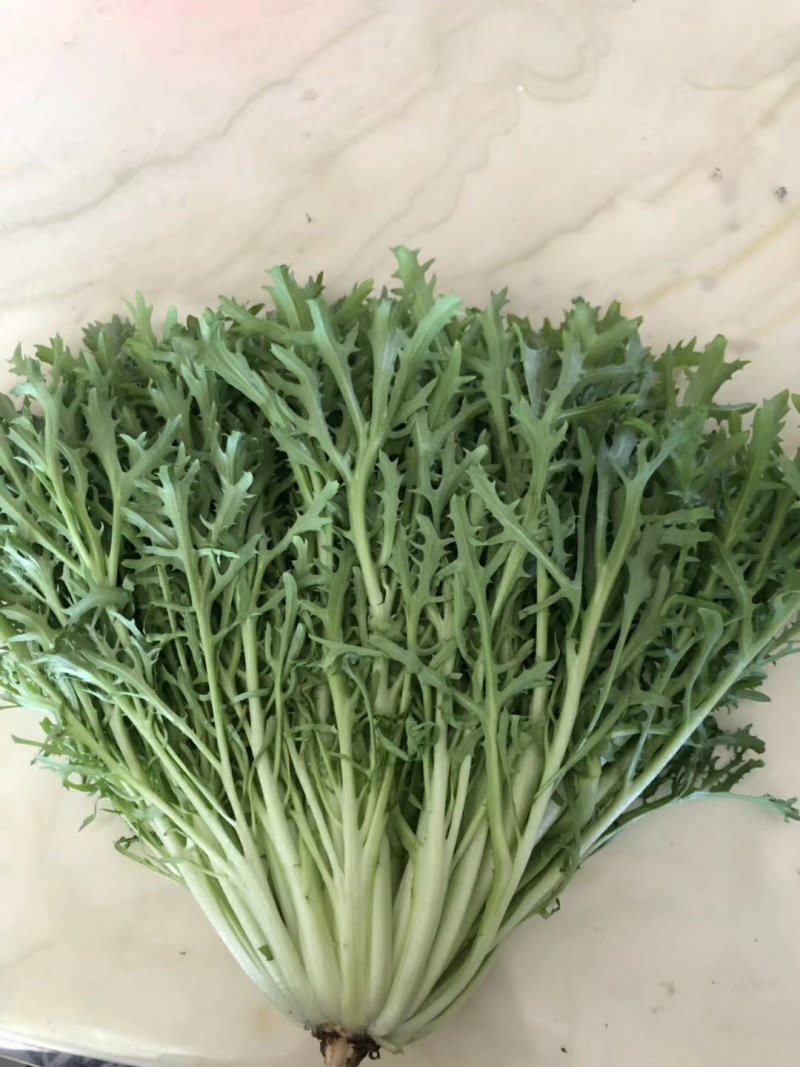 精品苦菊大量上市